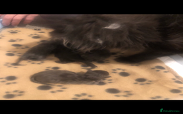 Maine Coon cats for sale: Black/Blue Smoke Maine Coon - Image 16