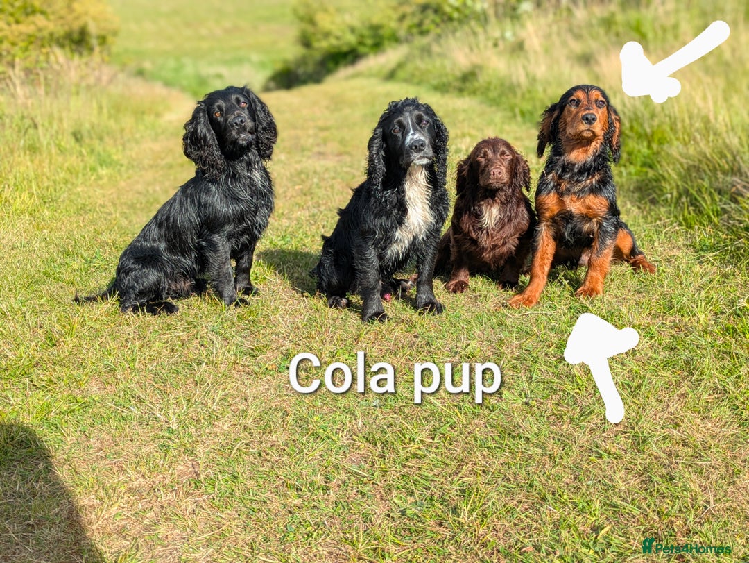 Cocker Spaniel dogs for stud: FTAW fully health tested working cocker stud in Leven - Image 16