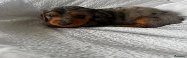 Puppy 1