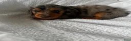 Miniature Dachshund dogs for sale: Outstanding litter of miniature sausage dogs  - Advert 16