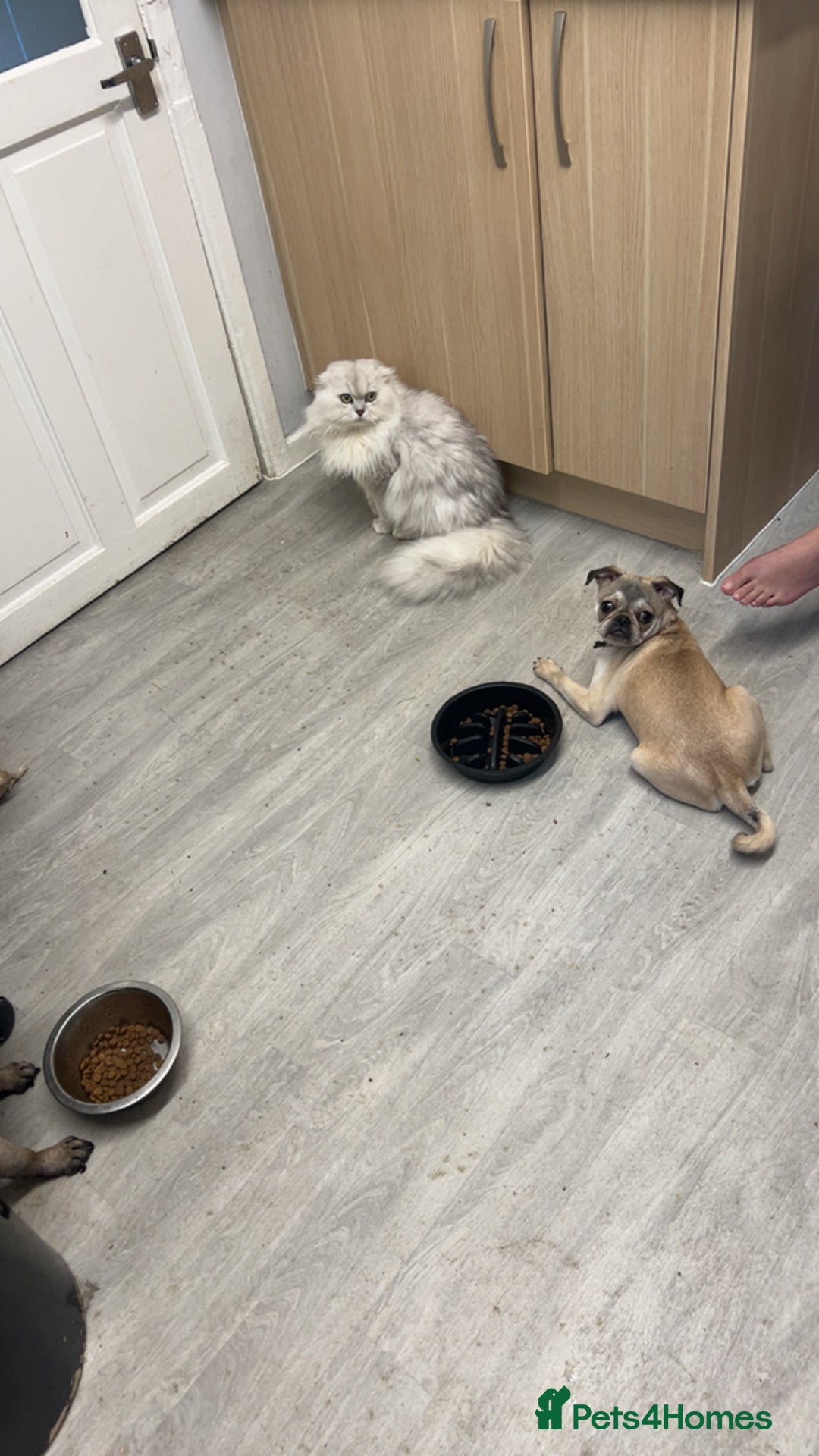 Pug dogs for sale: White/silver pug  - Advert 5