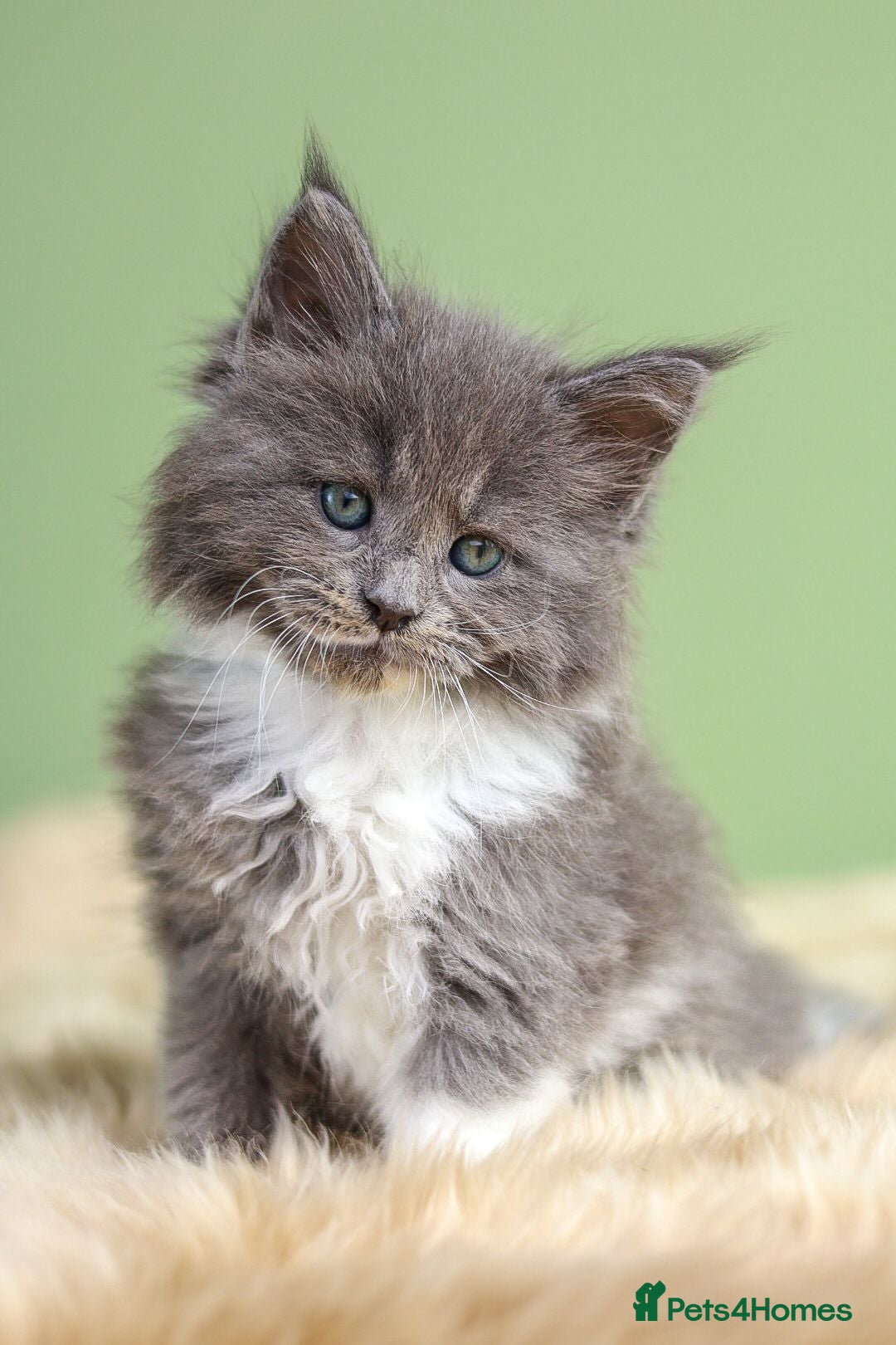 Maine Coon cats European Bloodlines Maine Coon Kittens Available - Advert 3