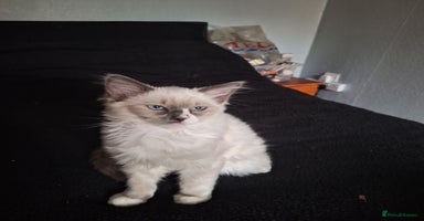 Ragdoll cats - Advert 12