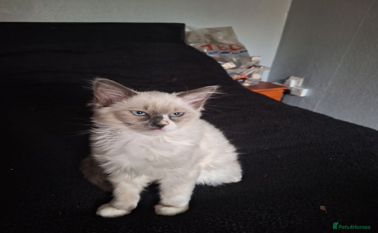 Ragdoll cats - Advert 14