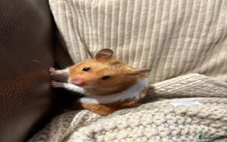 Hamster rodents for sale: Kobe  - Image 1