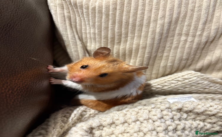 Hamster rodents - Advert 1