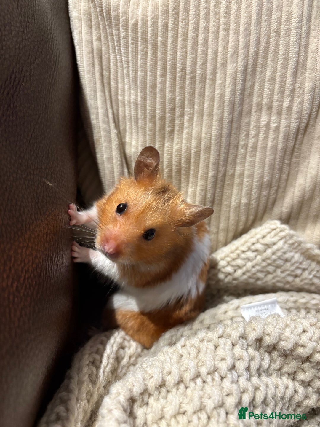 Hamster rodents for sale: Kobe  - Image 1
