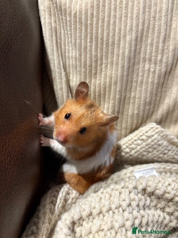 Hamster rodents - Advert 4