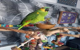 Parrots birds for sale: parrot amazon blue with  cage and tree  - Image 2