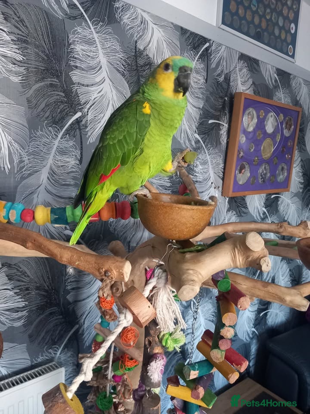 Parrots birds for sale: parrot amazon blue with  cage and tree  - Image 2