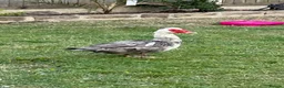 Geese poultry for sale: Male goose  - Advert 3