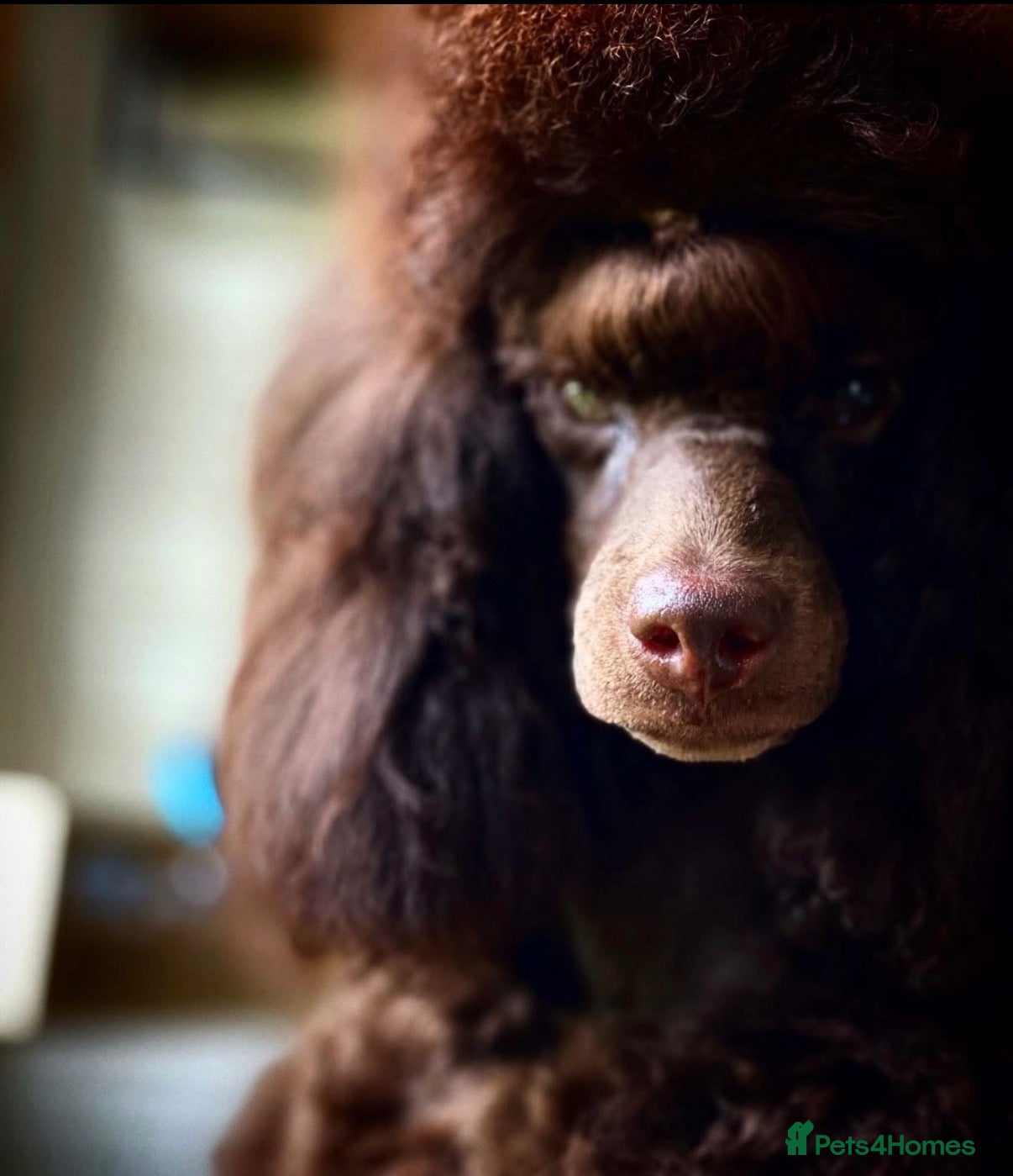 Toy Poodle dogs Kc Toy poodle puppies (afterglow) - Advert 1