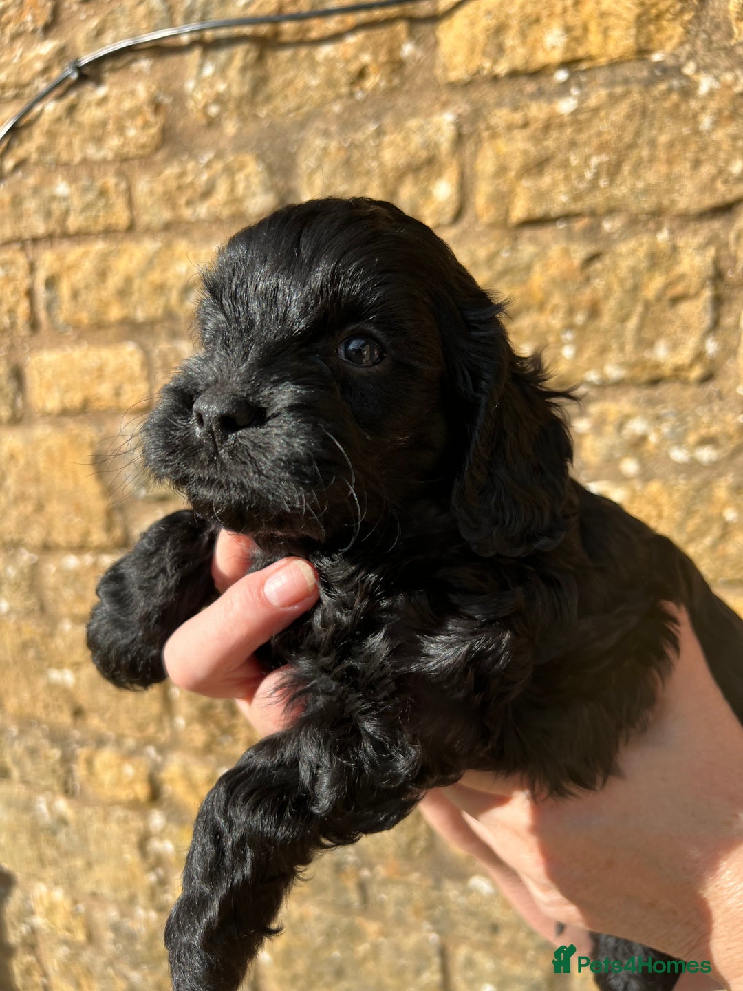 Cavapoo dogs for sale: Cavapoo puppies  - Image 14