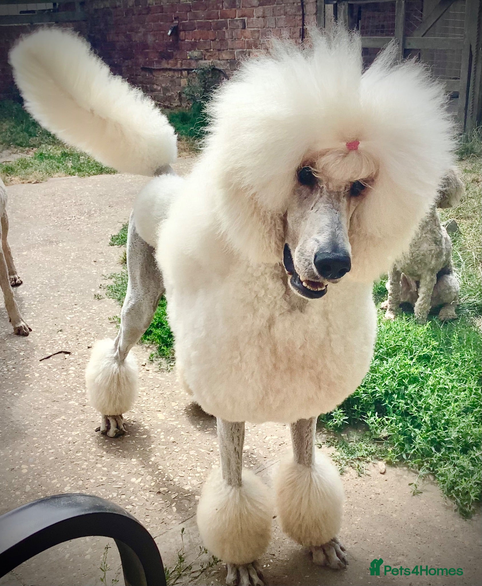 Standard Poodle dogs KC Cream Standard Poodle Stud  - Advert 19