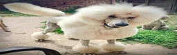 Standard Poodle dogs for stud: KC Cream Standard Poodle Stud  - Advert 3