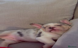 French Bulldog dogs for sale: French bulldog **  - Image 3