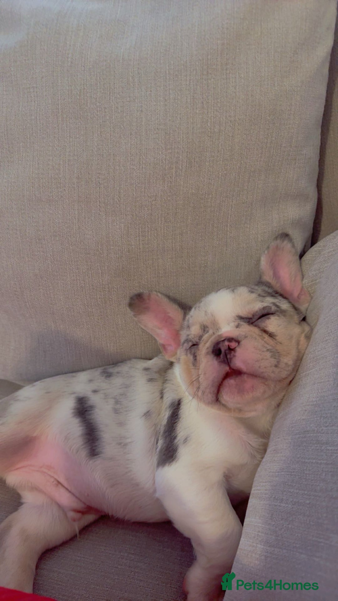 French Bulldog dogs for sale: French bulldog **  - Image 3