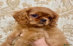 Cavalier King Charles Spaniel dogs for sale: Ready now cavalier King Charles spaniel  - Image 4