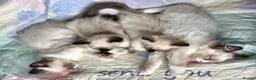 Ragdoll cats for sale: Socialised Baby Ragdoll Kittens ready now  - Advert 23