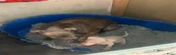 Italian Greyhound dogs for sale: Cream  girl ready to leave  - Advert 2