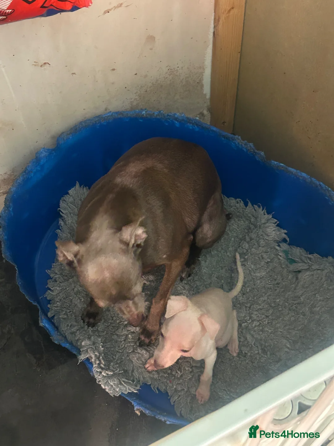 Italian Greyhound dogs for sale: Cream  girl ready to leave  - Advert 2