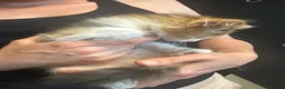 British Longhair cats for sale: adorable British longhair/domestic longhair kitten - Advert 2