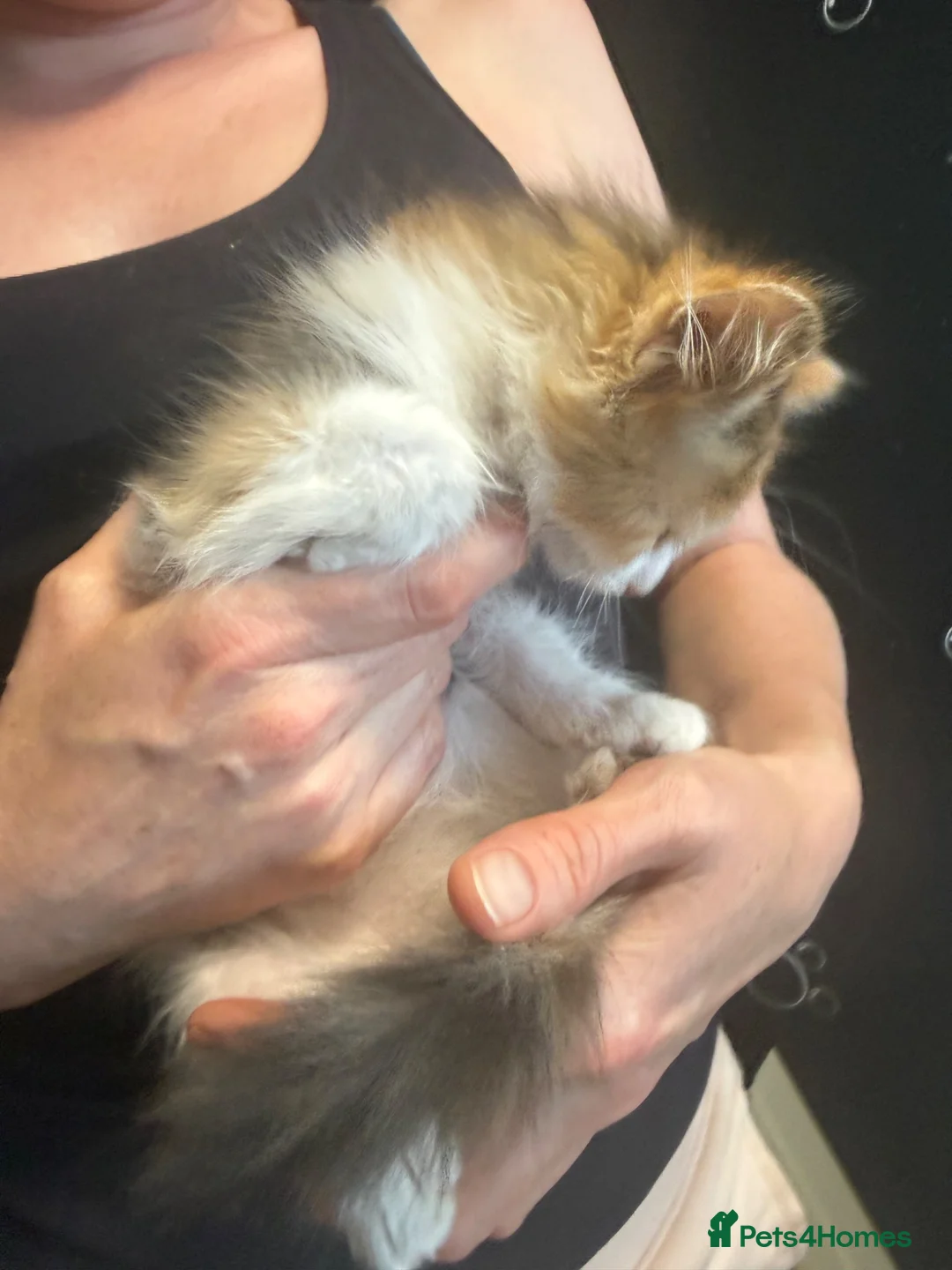 British Longhair cats for sale: adorable British longhair/domestic longhair kitten - Advert 2