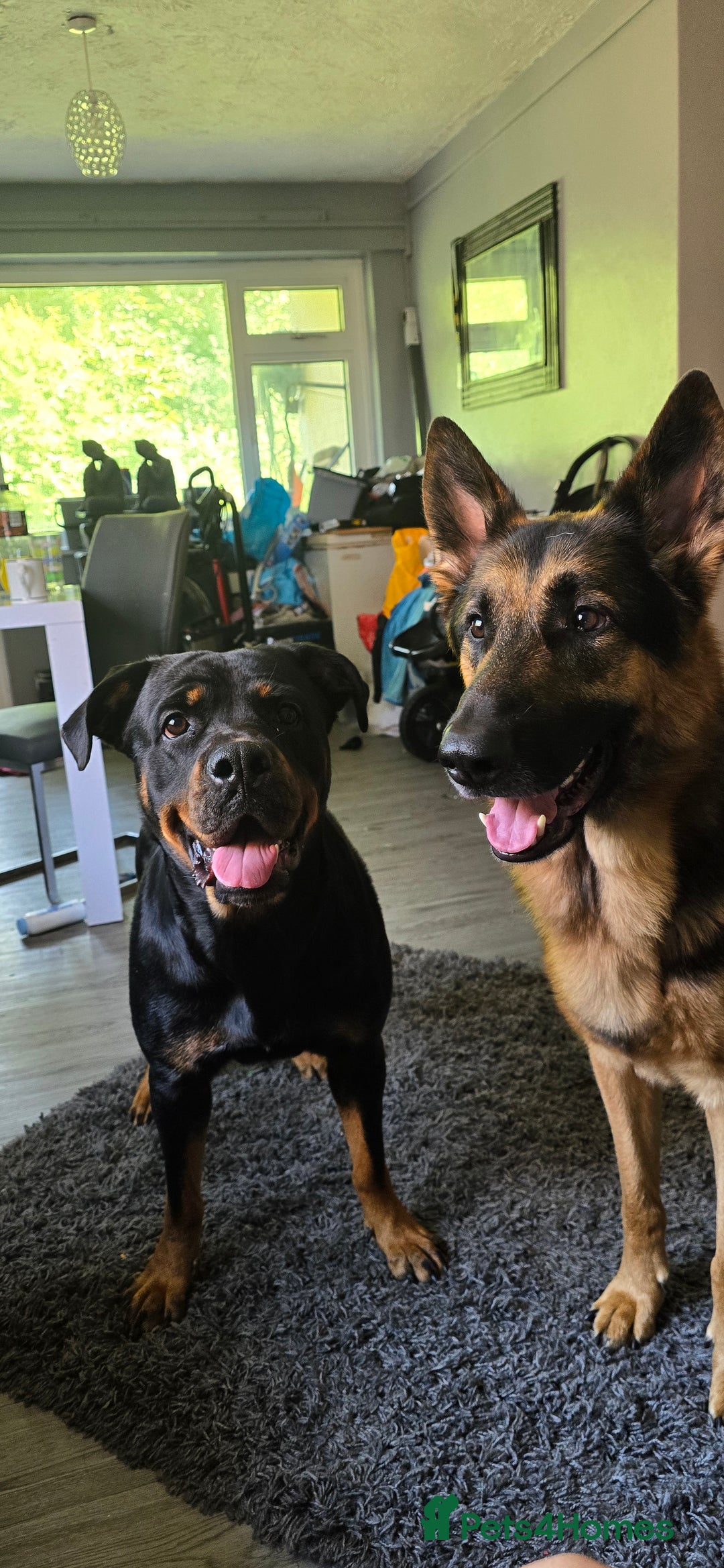 Mixed Breed dogs for sale: Rottweiler × german shepherd puppies - Image 1