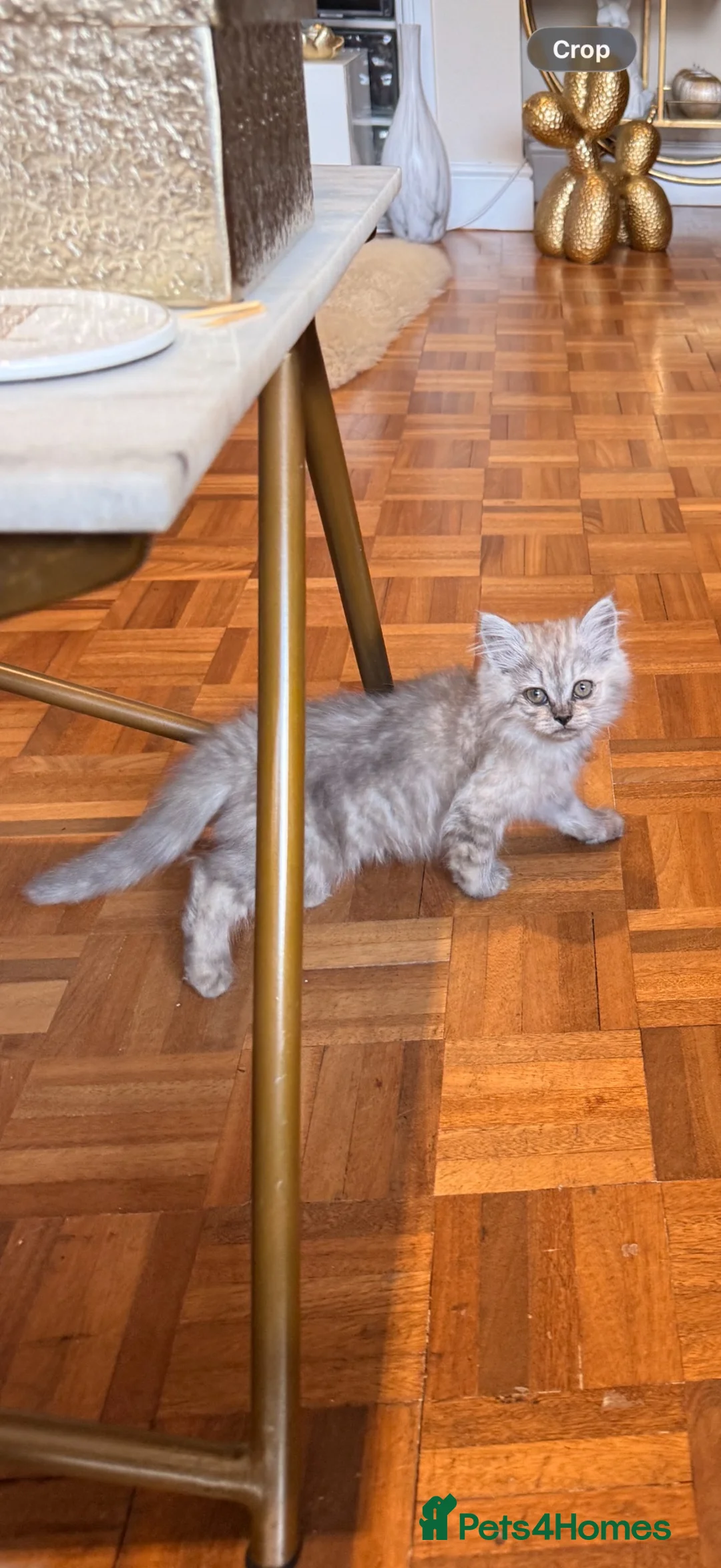 British Shorthair cats for sale: Beautiful fluffy show class kittens - Advert 1