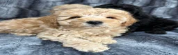 Toy Poodle dogs for sale: KC Toy Poodles Health Tested Parents - Advert 7
