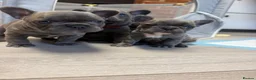 French Bulldog dogs for sale: Pedigree French Bulldog Puppies – Home-Raised - Advert 14