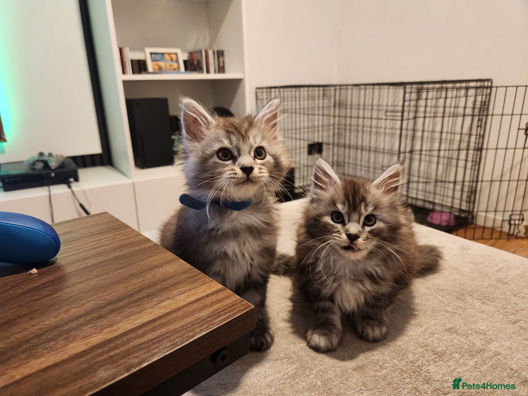 Maine Coon cats for sale: Maine coon kittens ready now  - Image 2