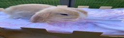 Mini Lop rabbits for sale: Adorable mini lops - Advert 5