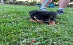 Rottweiler dogs for sale: 14 week old male puppy - Image 5
