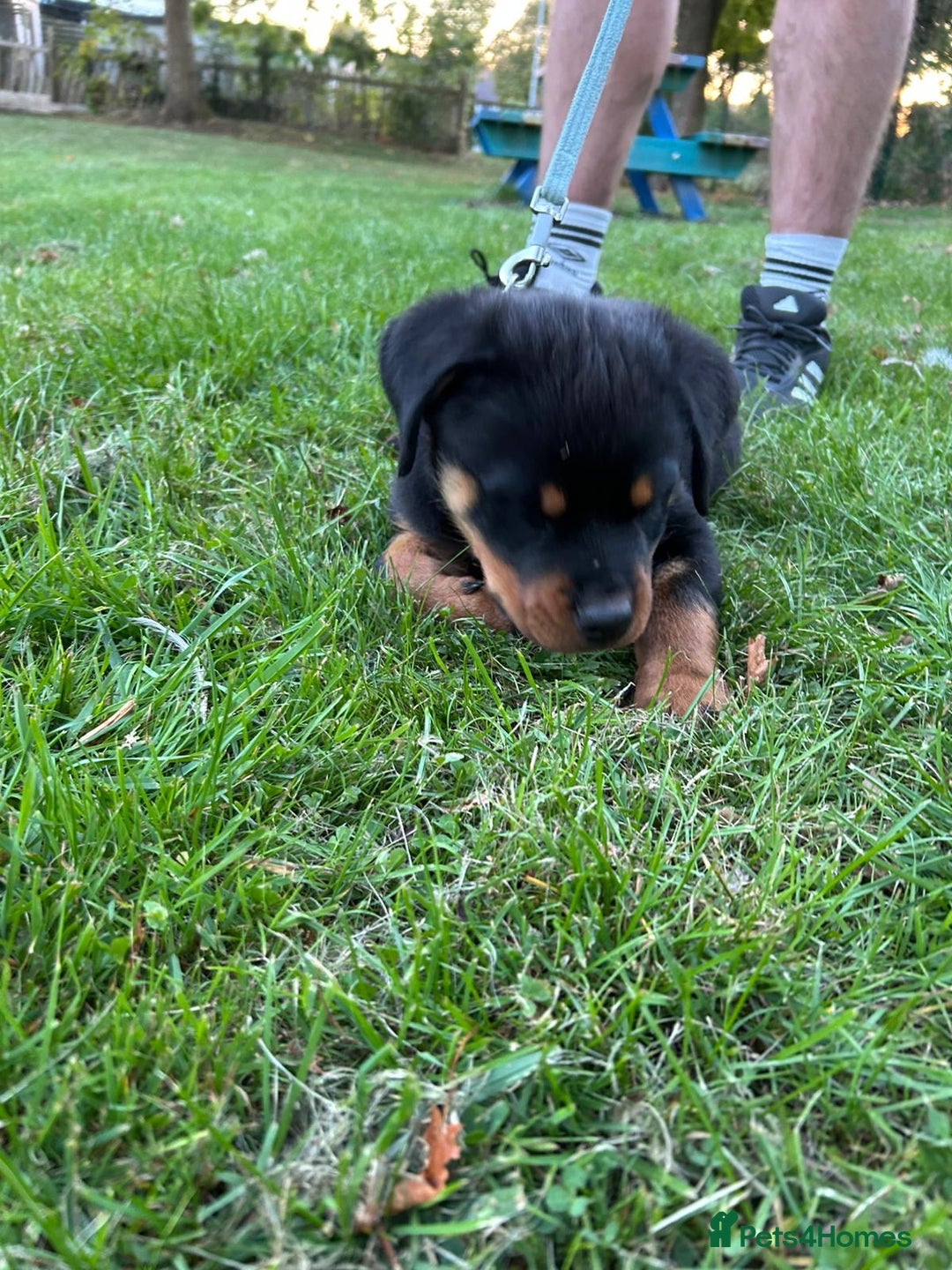Rottweiler dogs for sale: 14 week old male puppy - Image 5