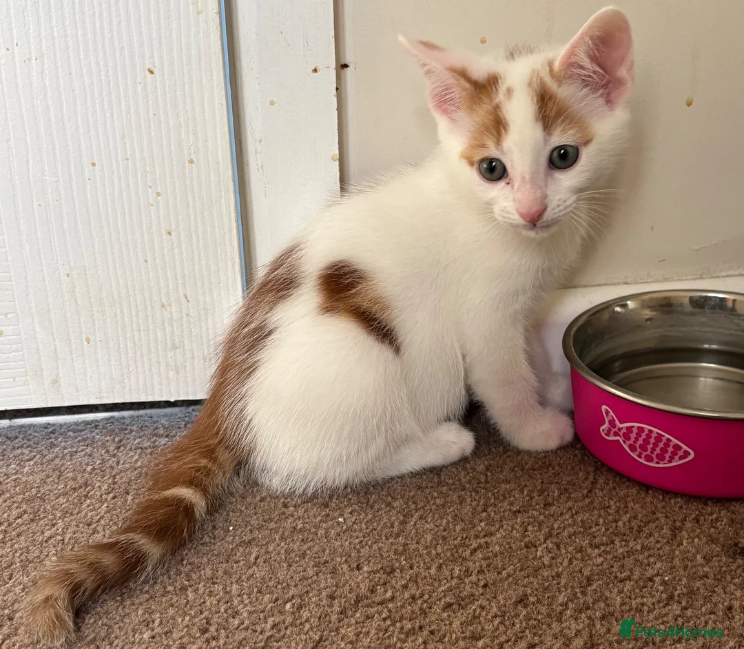 Mixed Breed cats for sale: Beautiful kittens for sale - Advert 5