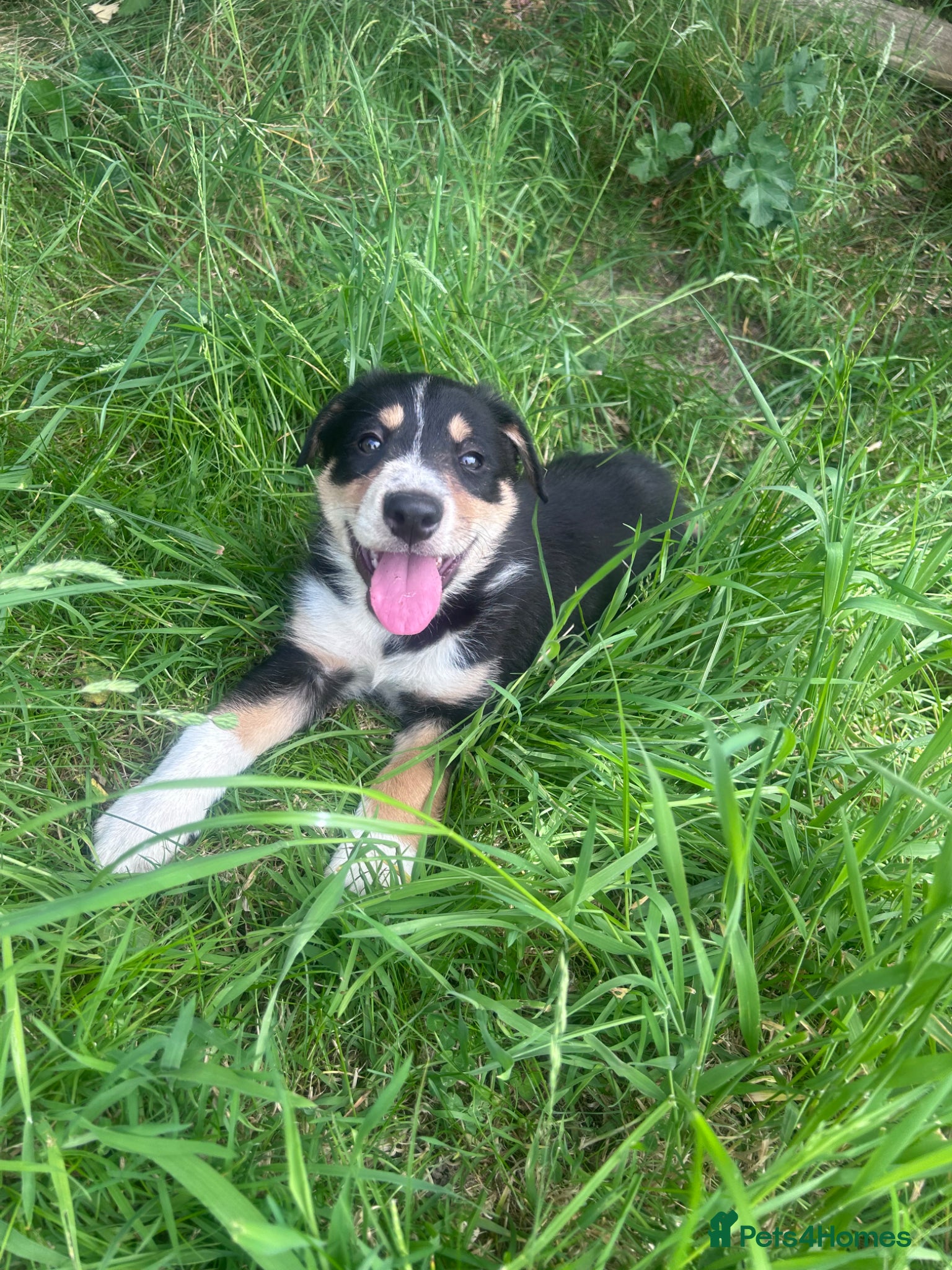Mixed Breed dogs Beautiful tri colour border collie pups - Advert 12