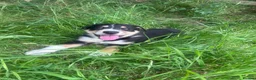 Mixed Breed dogs for sale: Beautiful tri colour border collie pups - Advert 9