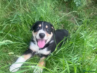 Mixed Breed dogs Beautiful tri colour border collie pups - Advert 12