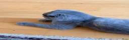 Scottish Fold cats for sale: Luxury Scottish folded NY12 ready to going.  - Advert 3