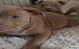 American Bully dogs for sale: Champagne, Chocolate, Merle Micro Pocket Bullys  in Wilmslow - Image 4