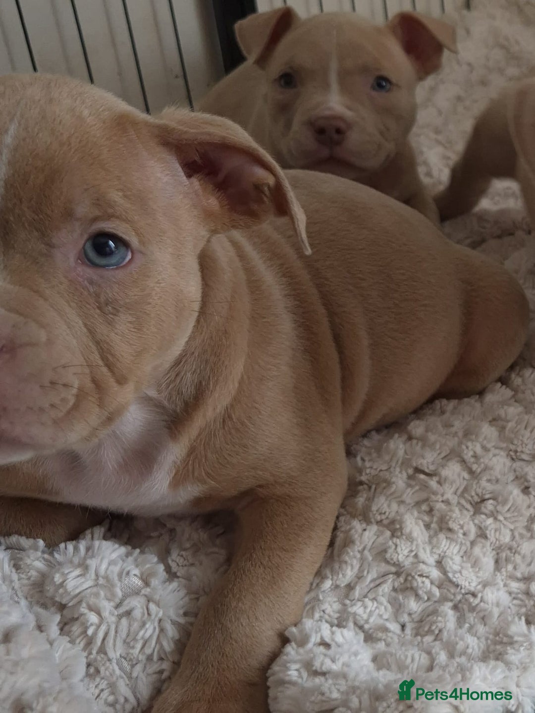 American Bully dogs for sale: Champagne, Chocolate, Merle Micro Pocket Bullys  in Wilmslow - Image 4