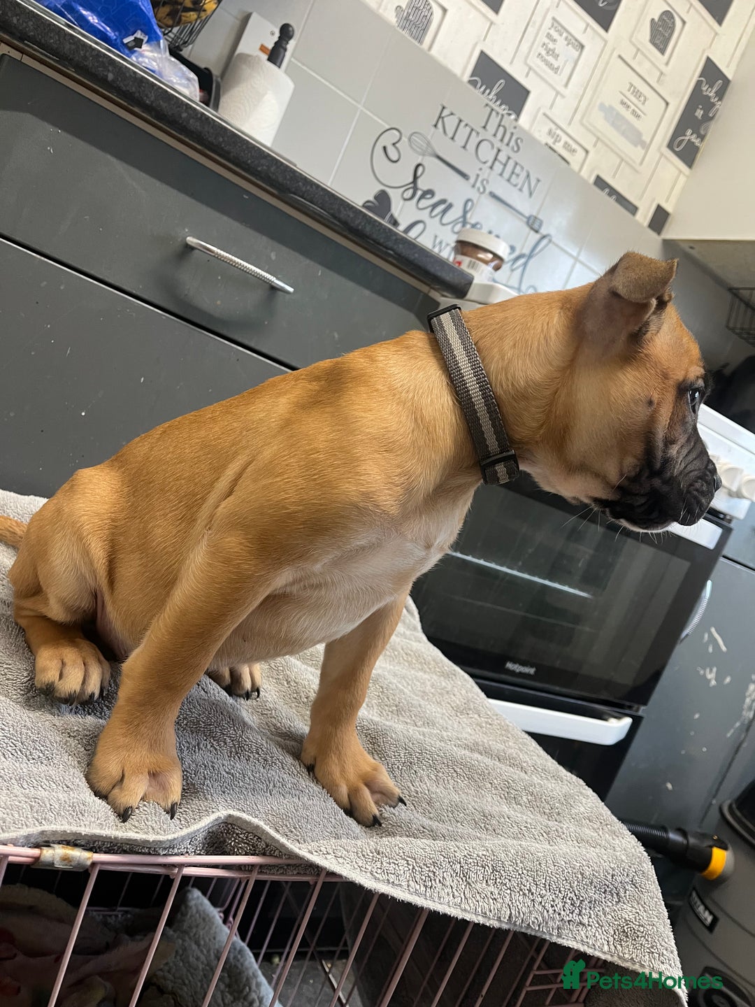 Staffordshire Bull Terrier dogs for sale: Beautiful Staffy pups  in Shrewsbury - Image 7