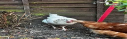 Chickens poultry for sale: 4 Hens for £70 in Manchester - Advert 21