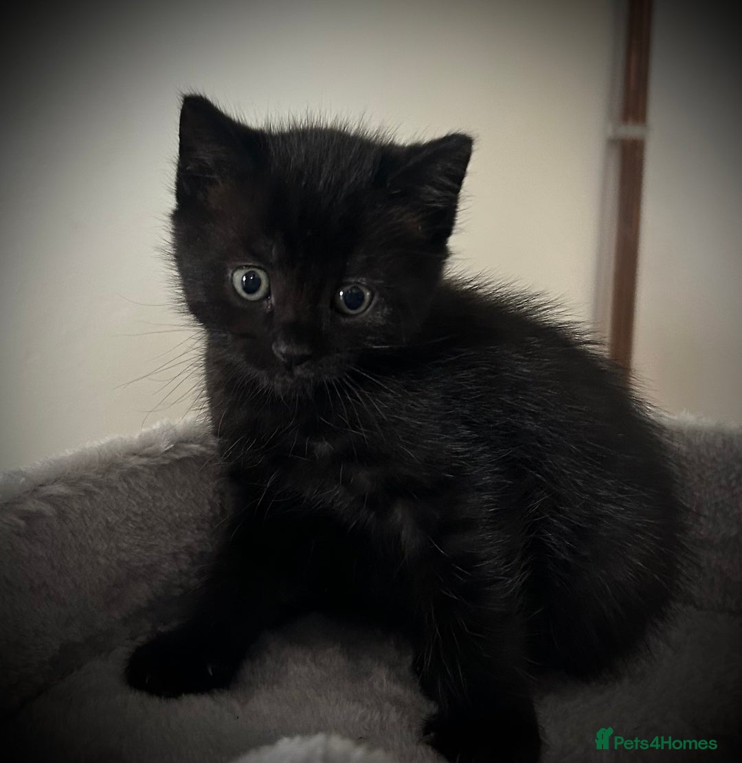 Ragdoll cats for sale: Ragdoll x Kittens ( prices vary)  - Image 7