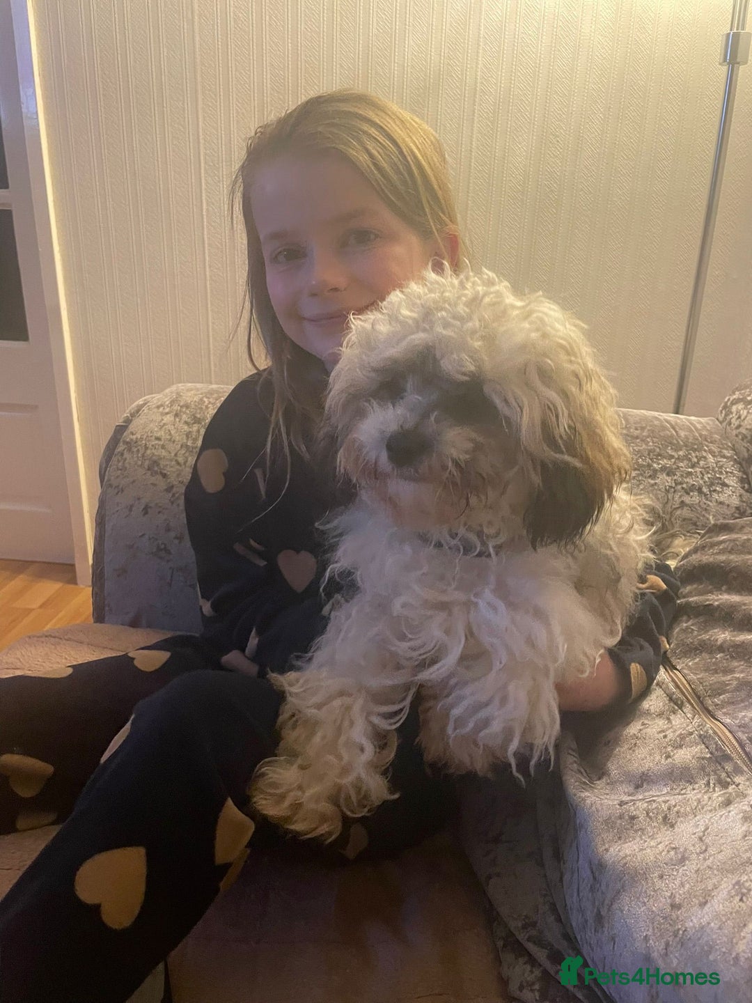 Shihpoo dogs for sale: Sad sale of our shihpoo girl lottie - Advert 3