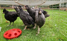 Chickens poultry for sale: Farmyard Mixed Chicks - Image 4