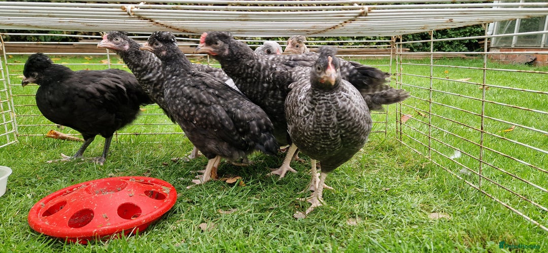 Chickens poultry for sale: Farmyard Mixed Chicks - Image 4