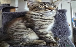 Maine Coon cats for sale: One girl left 💙  - Image 9