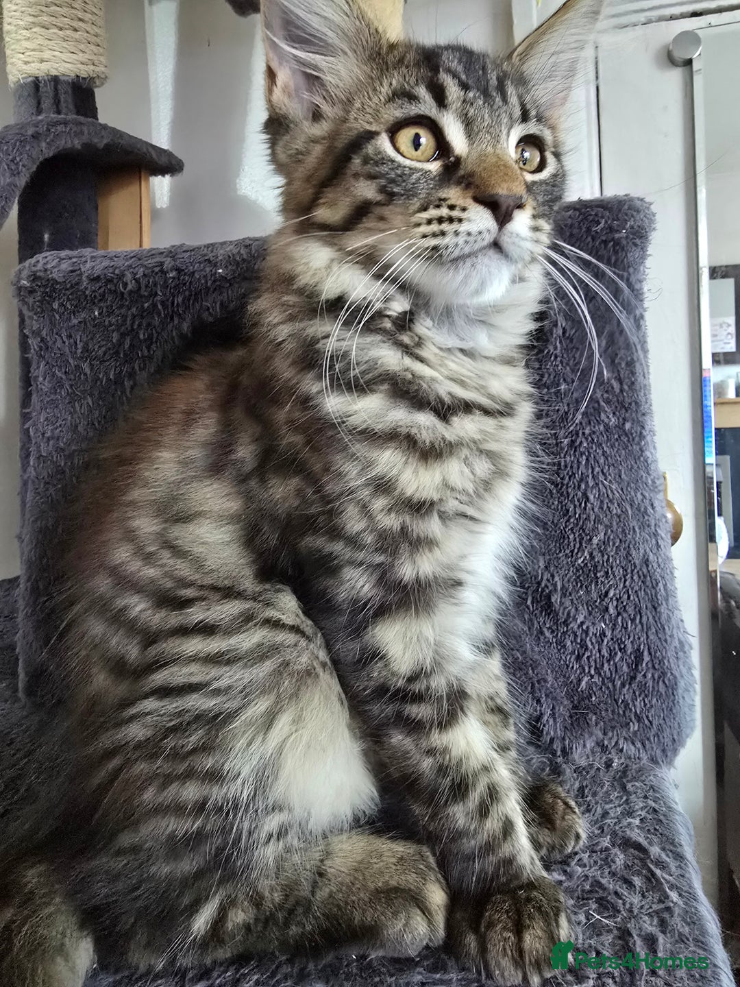 Maine Coon cats for sale: One girl left 💙  - Image 9